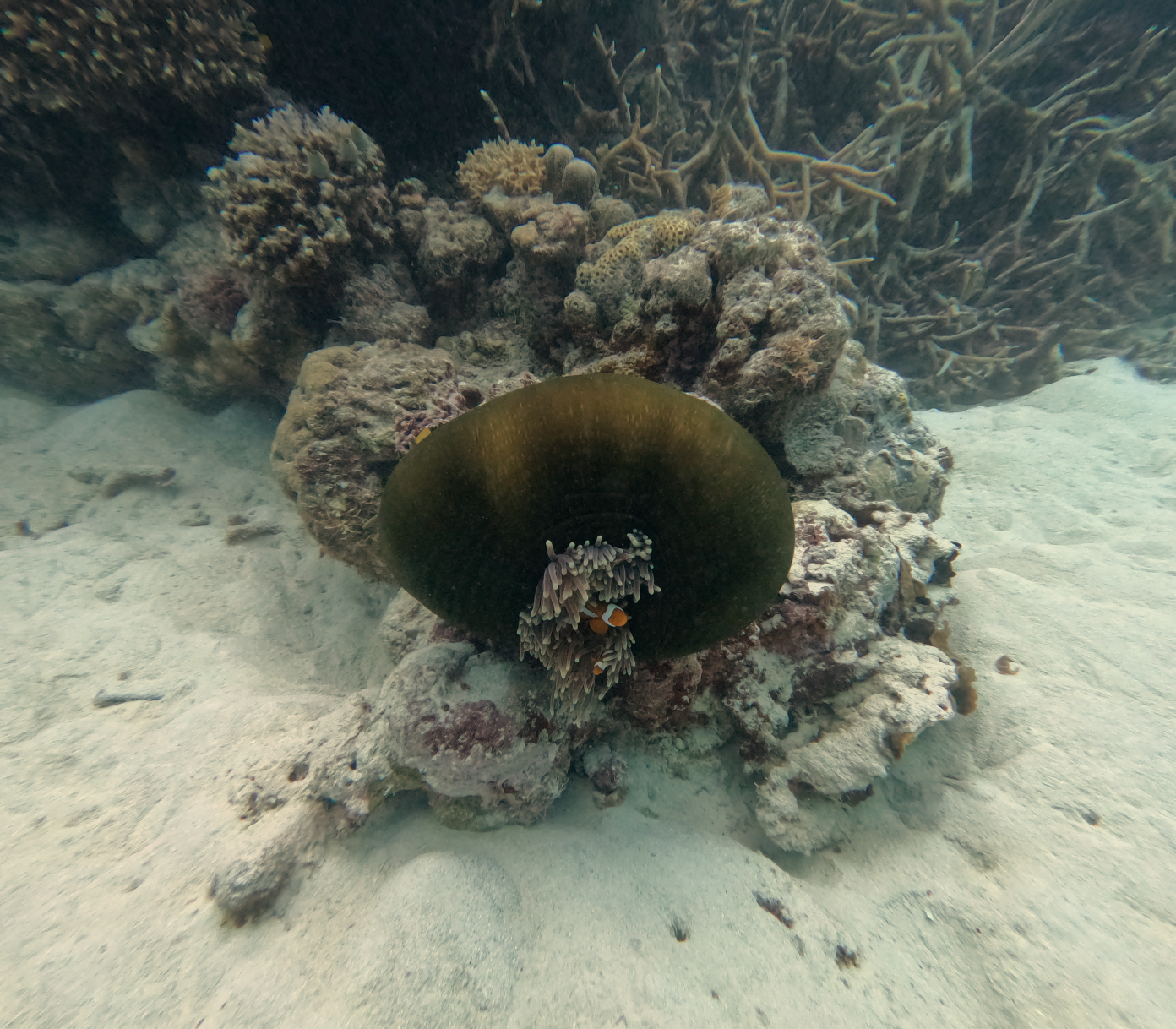 Color corrected image